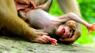 The Small Baby Monkey Crying. by Wild Monkey 978 views 7 months ago 22 minutes