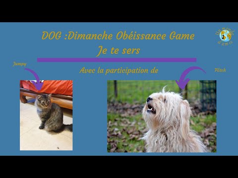 Vidéo: Orme glissant: son utilisation chez les chiens