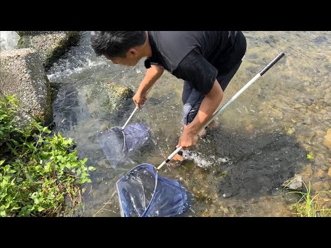 温排水の流れる川で野生化した熱帯魚を乱獲する