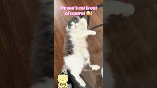 Miss. Sky has no worries in the world. Must be nice 🤦🏻♀️! #cats #pets #catmom #furbabies