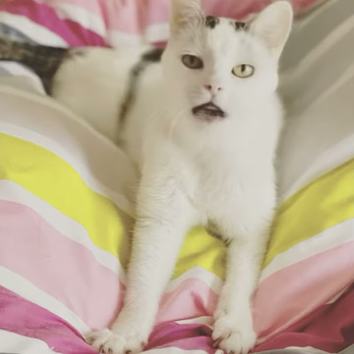 Kitty Cat Sing star II - o zone numa numa