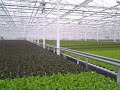 Living lettucehead lettuce system  automated is the way to grow