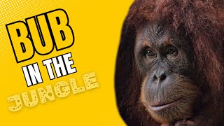 Exploring Sumatra's Jungle: Encounter with Wild Orangutan’s🦧🌿🦂