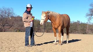 How To Fly Spray Your Horse In 3 Steps