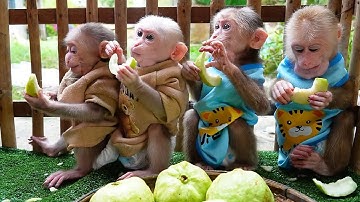 Very Delicious giant Guavas fruit make for extra