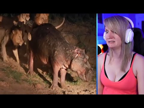 15 Angry Animals That Attacked Lions And Other Predators Part 1 | Pets House