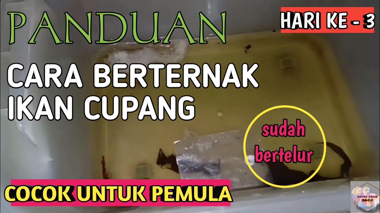 CARA BERTERNAK IKAN CUPANG HARI KE 3 