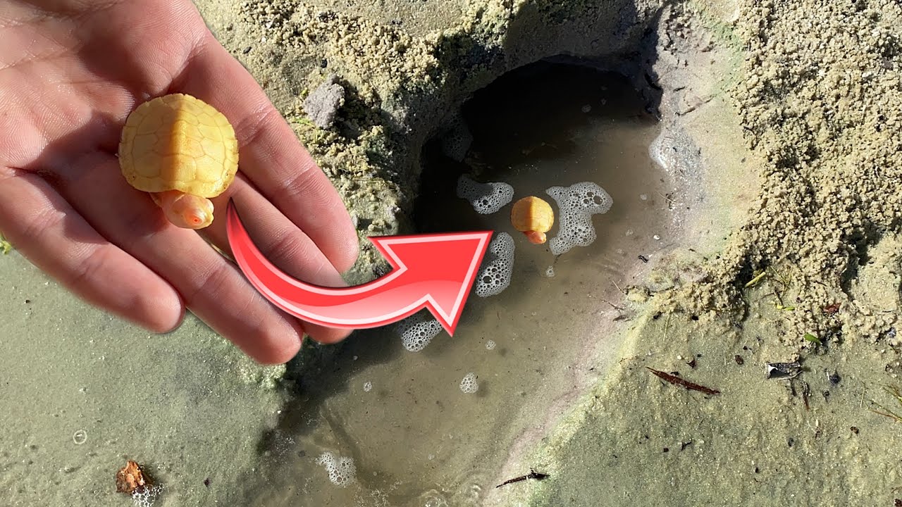 ALBINO TURTLE SWAM INTO BEACH FRONT SAND-PIT