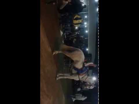 دوقره حفلة الشاب ثائر الشلول 