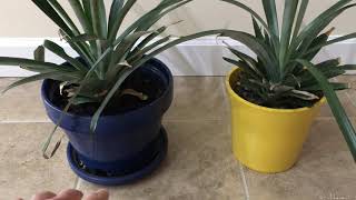 Most Potted House Plants Don t Need Drainage Holes