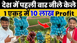 India मे पहली बार Blue Banana Farming100Rs/Kg Market | Indian Farmer