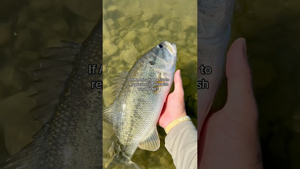 What fish would represent AMERICA?!🐟🇺🇸 