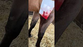 Wir Lieben Doch Pferde