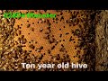 Removing Hurricane Katrina Bee Hive