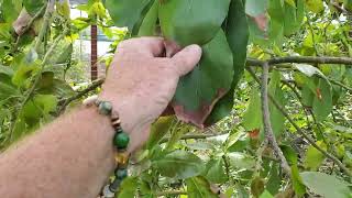 Avocado tree look like it's dying? This might be why....