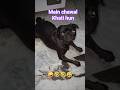 main to chawal khati hun #2026 #pug #doglovers #dogshorts #doglove #pugpals #pets #shorts