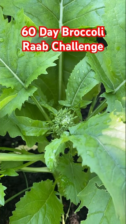 60 Day Broccoli Raab Challenge SUCCESS! #growyourownfood #kitchengarden #ediblegarden #gardening