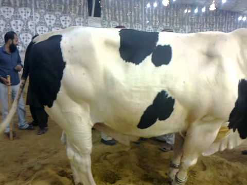 Cow Mandi 2010 Blue Eyes cow