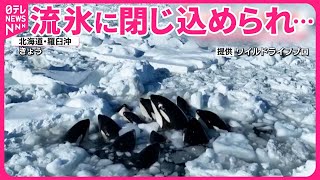 【シャチ】流氷に閉じ込められ…10頭以上が身動き取れず  北海道・知床