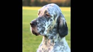 Английский Сеттер/English Setter (порода собак HD slide show)! Английский Сеттер/English Setter (порода собак HD slide show)!