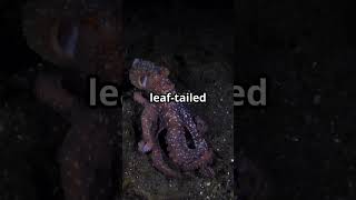 Unbelievable Invisible Animals You Never Knew Existed!#shorts