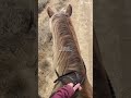 I OWN SHYLO I OWN SHYLO #horse