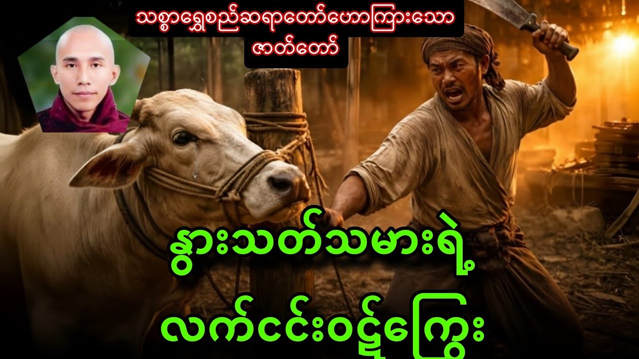 နွားသတ်သမားရဲ့ လက်ငင်းဝဋ်ကြွေးခံရပုံဇာတ်တော်(သစ္စာရွှေစည်ဆရာတော်)