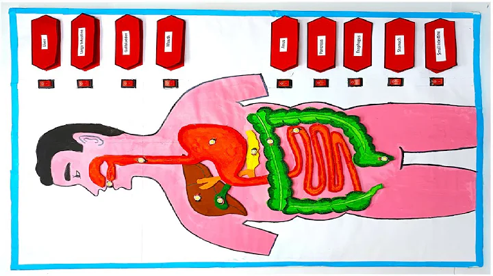 digestive system working model  using LED Lights and switches for science exhibition  | howtofunda