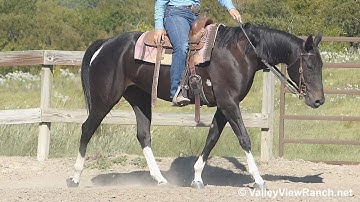 Strait Fate - jogging, loping, stops, turns - ValleyViewRanch.net