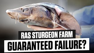 8 out of 10 sturgeon farms are failing?! Here's why...