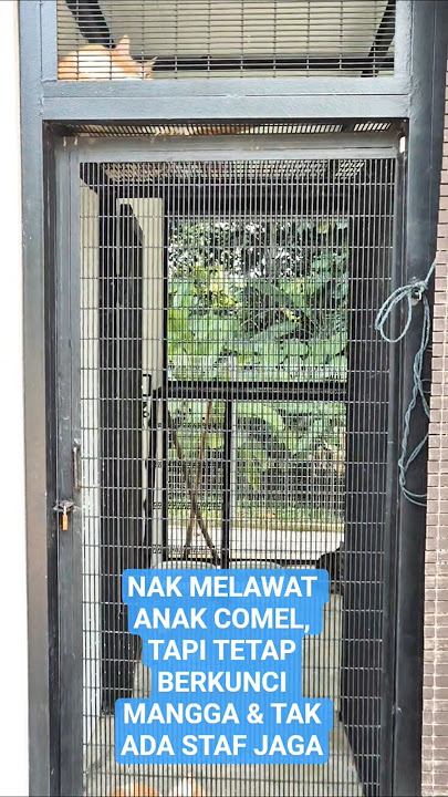 'LAMAN KUCING DBKL', Cheras | NAK MELAWAT KUCING, kecewa BERKUNCI ! | Bantu SUBSCRIBE | #catlover