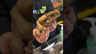 Long Island Reptile Expo