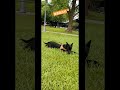 檜意森活村一隅 #嘉義 斗哥導演~#pets #nature #cc