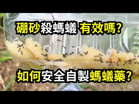 硼砂殺螞蟻真的有效嗎?分享安全自製硼砂糖液的方法和實際滅蟻的效果，以後不用再買螞蟻藥 | 阿星種植