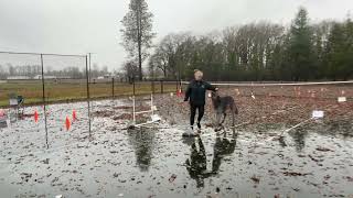 AKC Virtual Rally Pattern 5 - Kirin the Irish Wolfhound by Gimme 5 Dog Training with Serendipity Sighthounds 37 views 1 year ago 3 minutes, 26 seconds