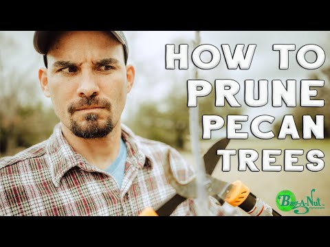 Video: Trenger pekanntrær beskjæring - lær når og hvordan du beskjærer pekanntrær