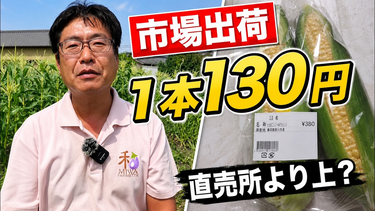市場は安く買い叩かれる？トウモロコシ1本130円で分かった意外な現実（2026.7.1）