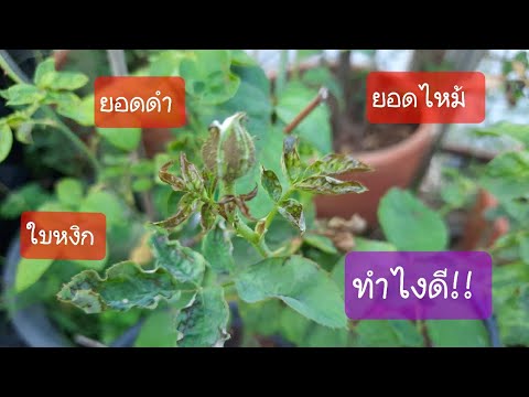 วีดีโอ: โรคและแมลงศัตรูพืชของชบา: ทำไมใบของกุหลาบจีนจึงม้วนงอและดอกตูมร่วงโดยไม่บาน? การรักษาที่บ้าน