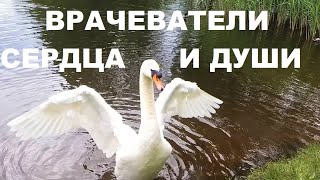 Звуки Природы Исцеляют Сердце И Душу.красавцы Лебеди,Плеск Воды,Крики Чаек И Пение Камышовки-Релакс.