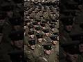WW2 German Wehrmacht vs Soviet Red Army #ww2 #history