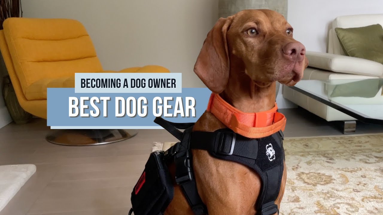 Dog Gear Review - Collars, Leashes & Harnesses - KONG, goodwolf, & OneTigris