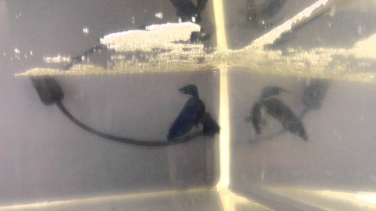 Ya han eclosionado!!! Reproduccion bettas camera iphone 8 plus apk