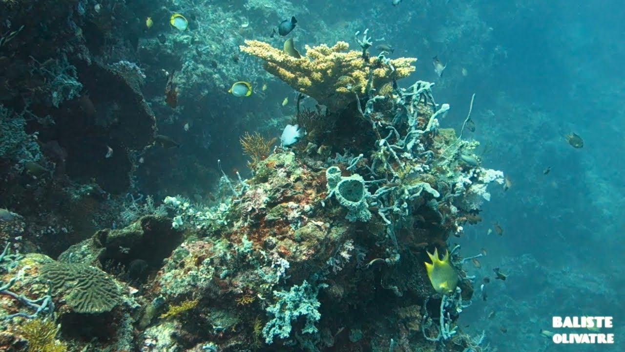 Diving Amed - Pyamids Wall - YouTube