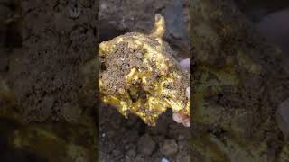 Treasure Hunting and Digging for Dog Head Gold