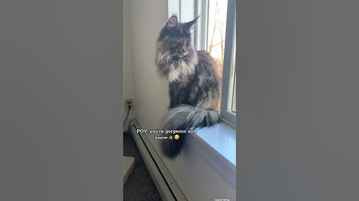Video 3625001: mains coon cat mainecoon, gorgeous maine coon cat, meowing cat sound