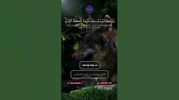 و ج اء وا أ ب اه م ع ش اء ي ب ك ون قرآن كريم القارئ مشارى العفاسى سورة يوسف قرآن آيات تلاوات 