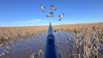 Duck Hunting a SECRET TINY Flooded Corn Hole! (LIMITED OUT)