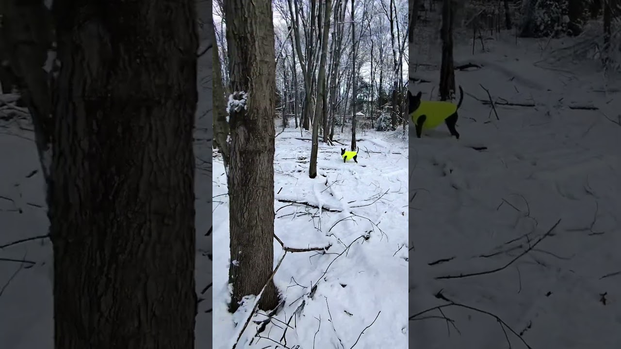 Happy dog Run, 😁😎❤️, Taiwan dog, 台灣犬 土狗