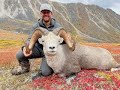 Yukon Stone Sheep Hunt 2021