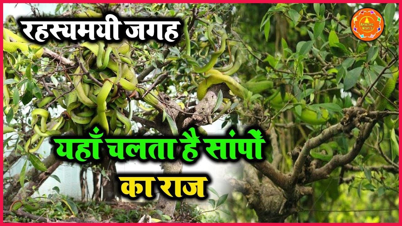जानिए ऐसी कौन सी जगह है जहाँ पर सांपो का राज़ है || Adda Of Snake ...